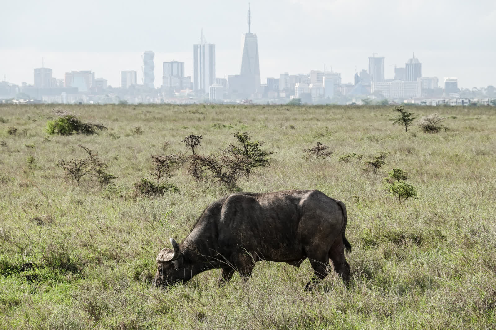 A buffalo grazing in Nairobi National Park with the Nairobi skyline behind