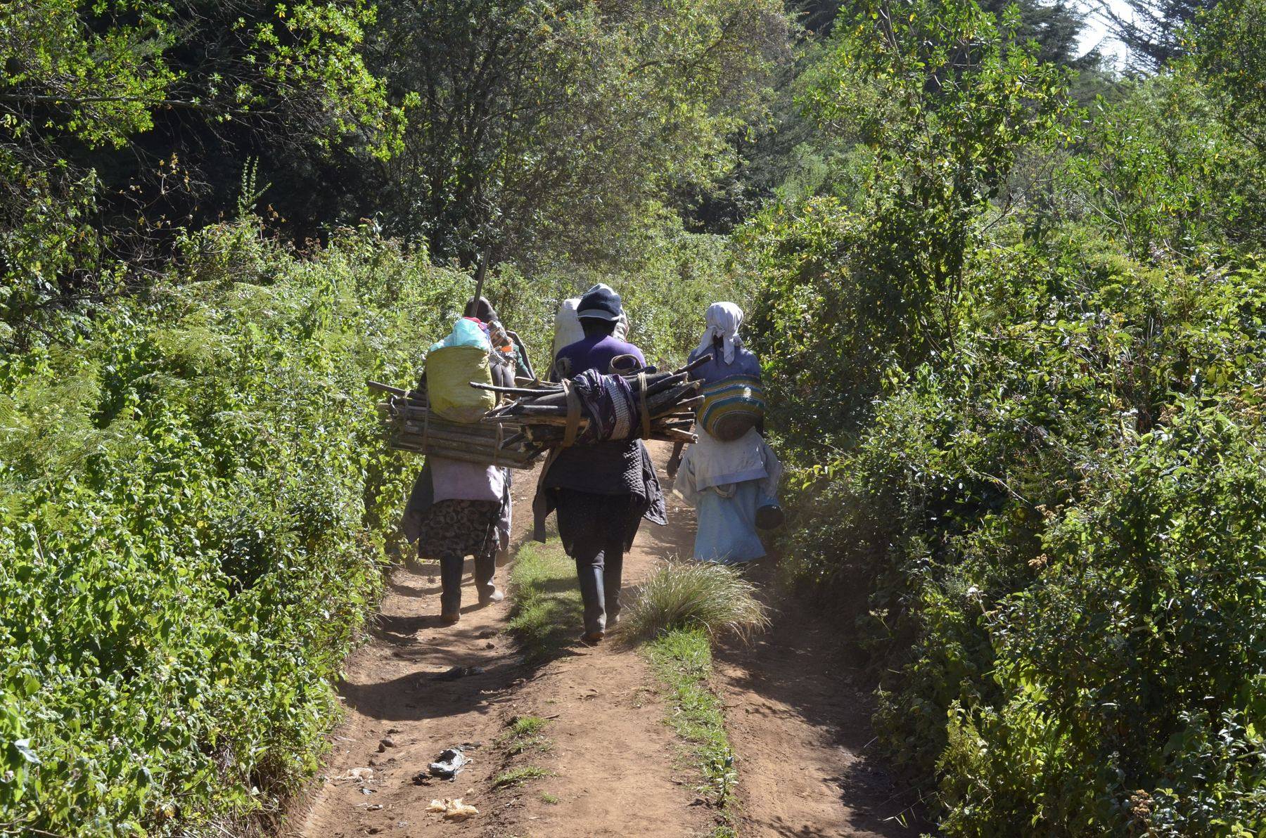 Women carrying bundles of firewood along a forest path in Kenya
